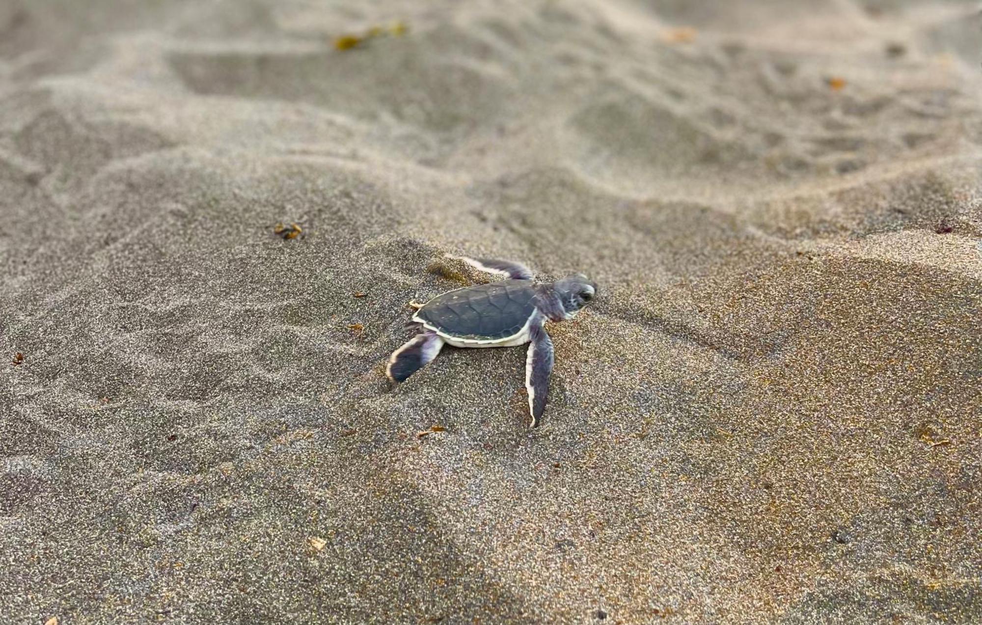 Carey Lodging Tortuguero Εξωτερικό φωτογραφία