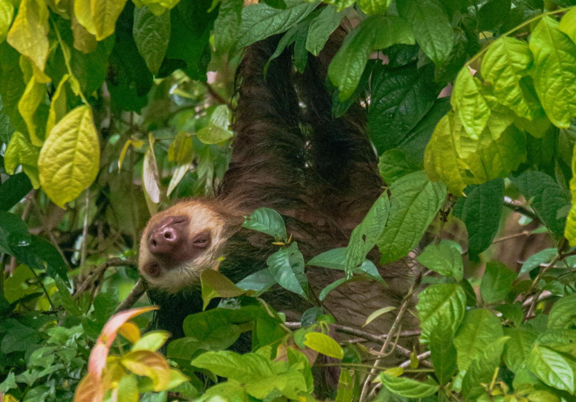 Carey Lodging Tortuguero Εξωτερικό φωτογραφία