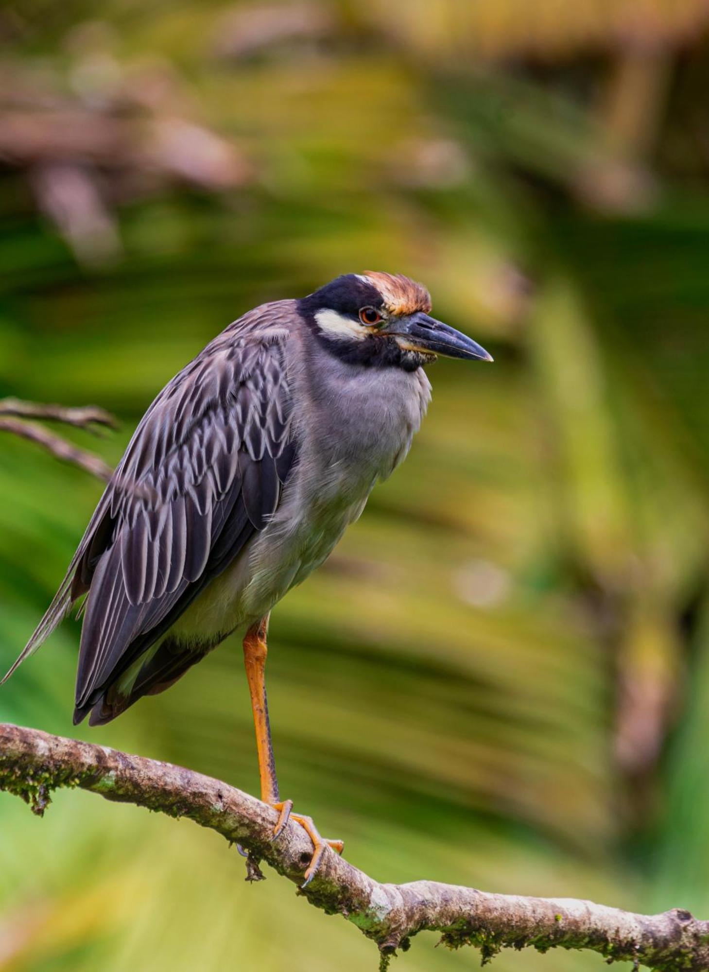 Carey Lodging Tortuguero Εξωτερικό φωτογραφία
