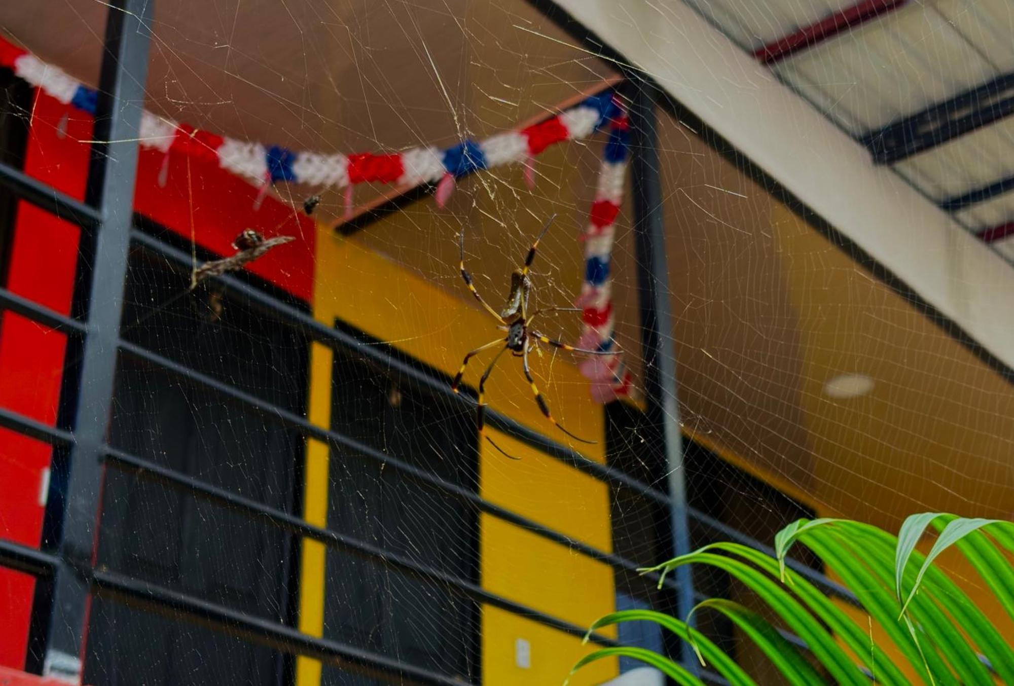 Carey Lodging Tortuguero Εξωτερικό φωτογραφία